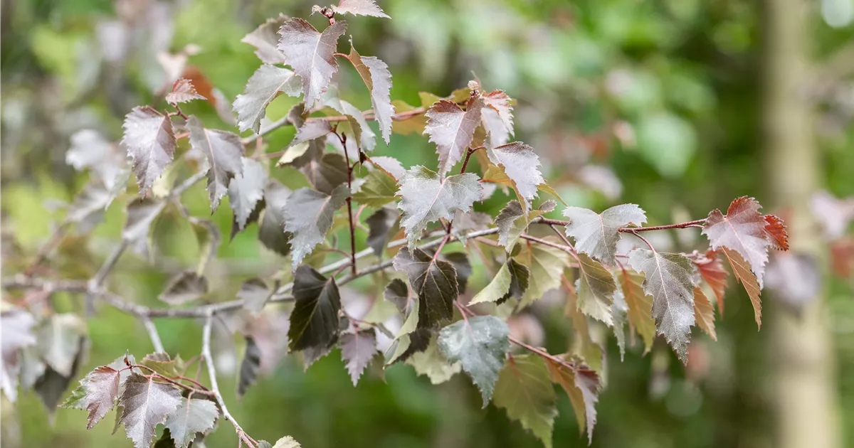 Betula pendula 'Purpurea'