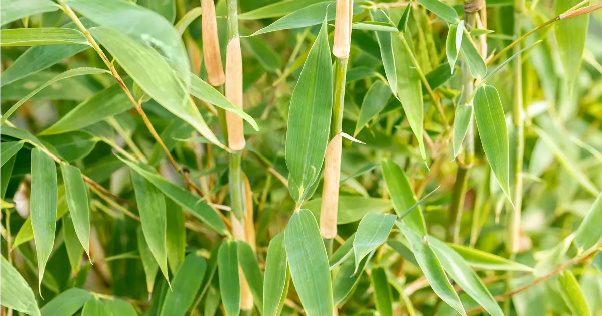 Fargesia 'Red Zebra'