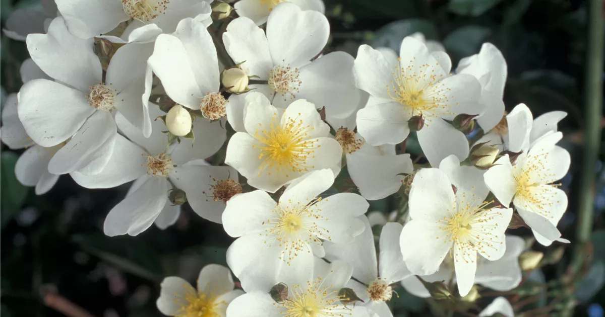 Rosa 'Filipes Kiftsgate'