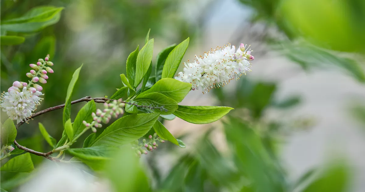 Clethra alnifolia 'Sixteen Candles'