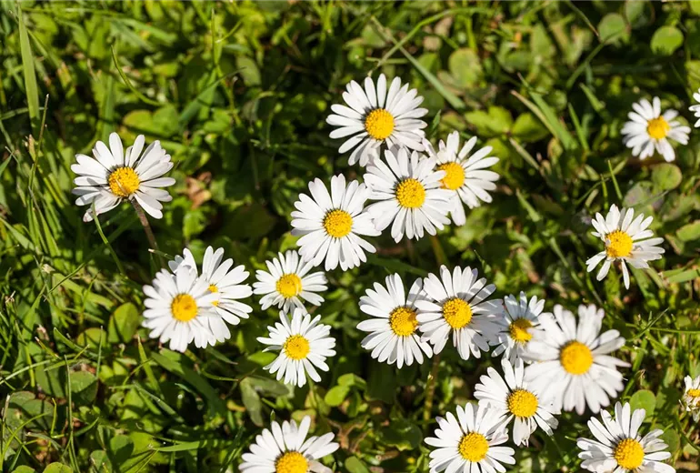 Bellis perennis Bellis perennis