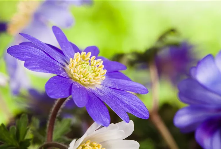 Anemone blanda, blau Anemone blanda, blau