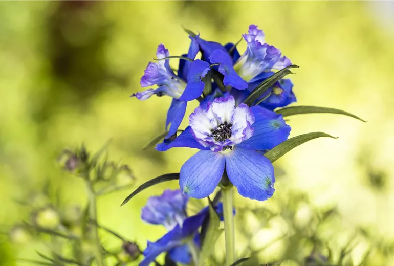 Delphinium, blau Delphinium, blau