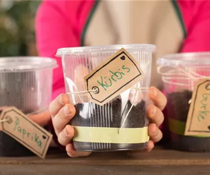 Mini-Gewächshaus – mit Plastik etwas Gutes tun