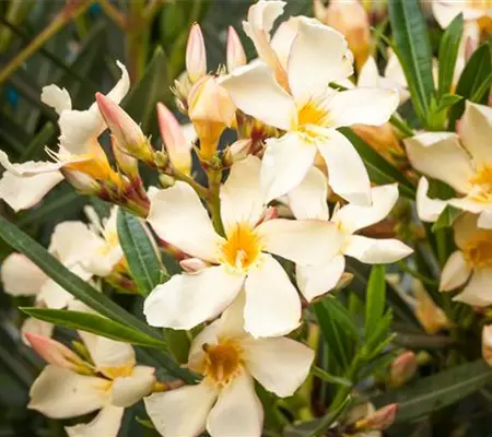 Oleander – Blütenpracht bei richtiger Pflege