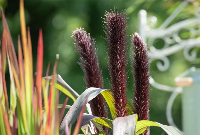Pennisetum glaucum 'Purple Baron' Pennisetum glaucum 'Purple Baron'
