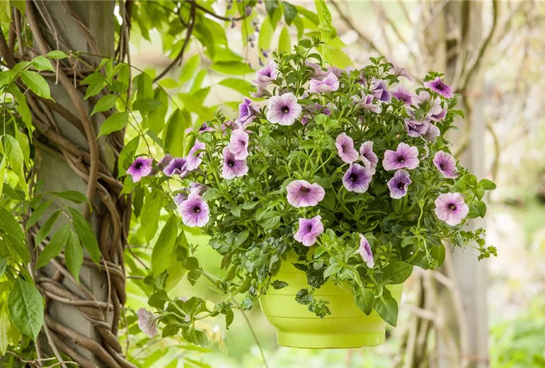 Petunia, zweifarbig Petunia, zweifarbig