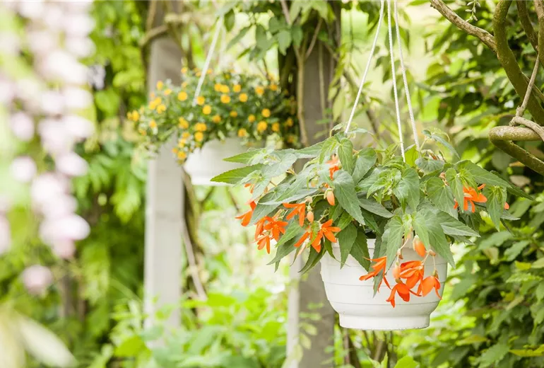 Begonia boliviensis Begonia boliviensis