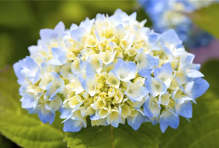 Hydrangea macrophylla Hydrangea macrophylla