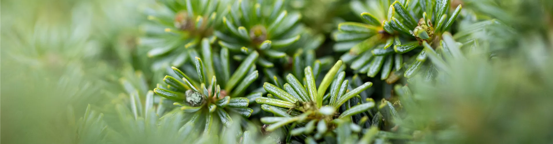 Abies koreana 'Brillant' Abies koreana 'Brillant'