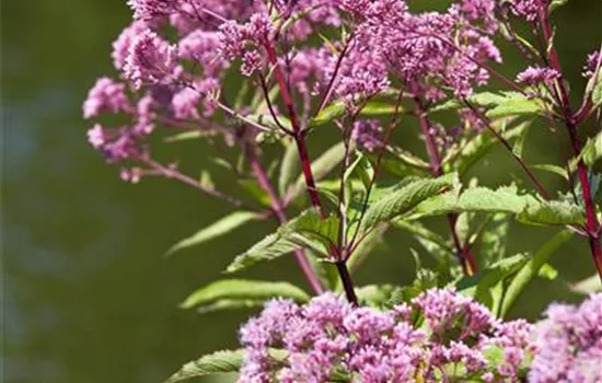 Eupatorium fistulosum 'Atropurpureum' 