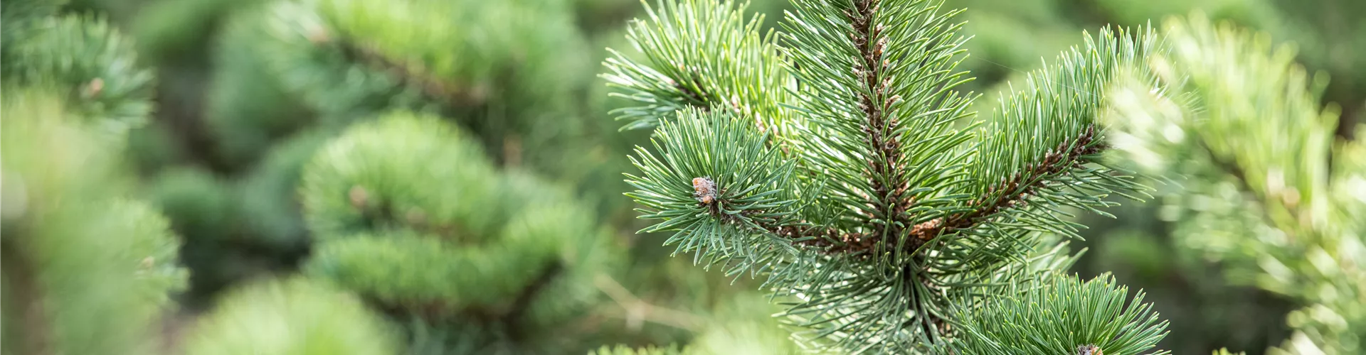 Konifere Konifere