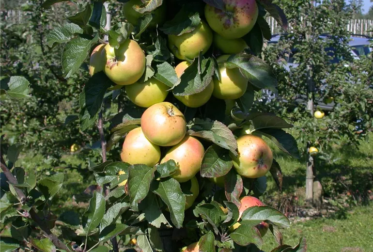 Malus domestica 'Minister von Hammerstein'(s) Malus domestica 'Minister von Hammerstein'(s)