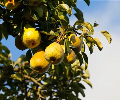 Pyrus communis 'Gellerts Butterbirne' 
