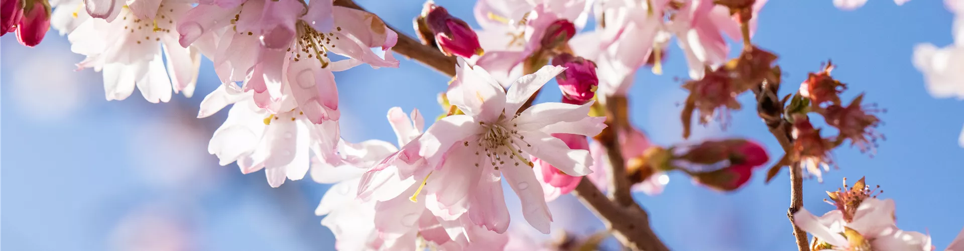 Kirschblüte Kirschblüte