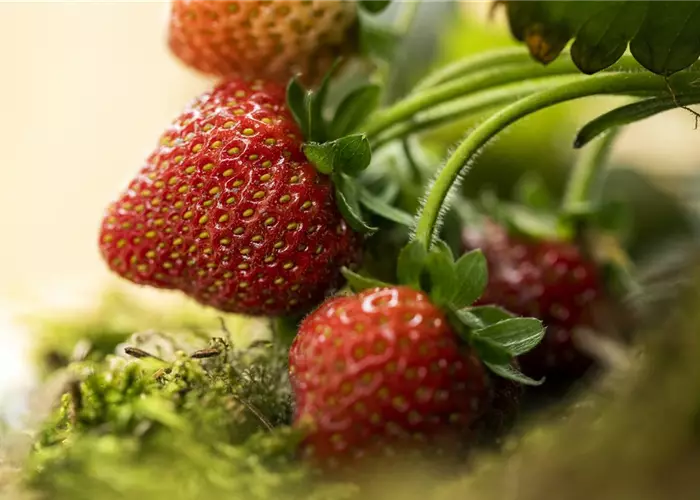 Erdbeeren – rot, rund und richtig lecker!