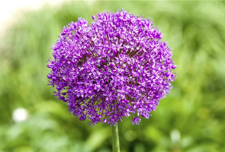 Allium 'Lucy Ball' Allium 'Lucy Ball'