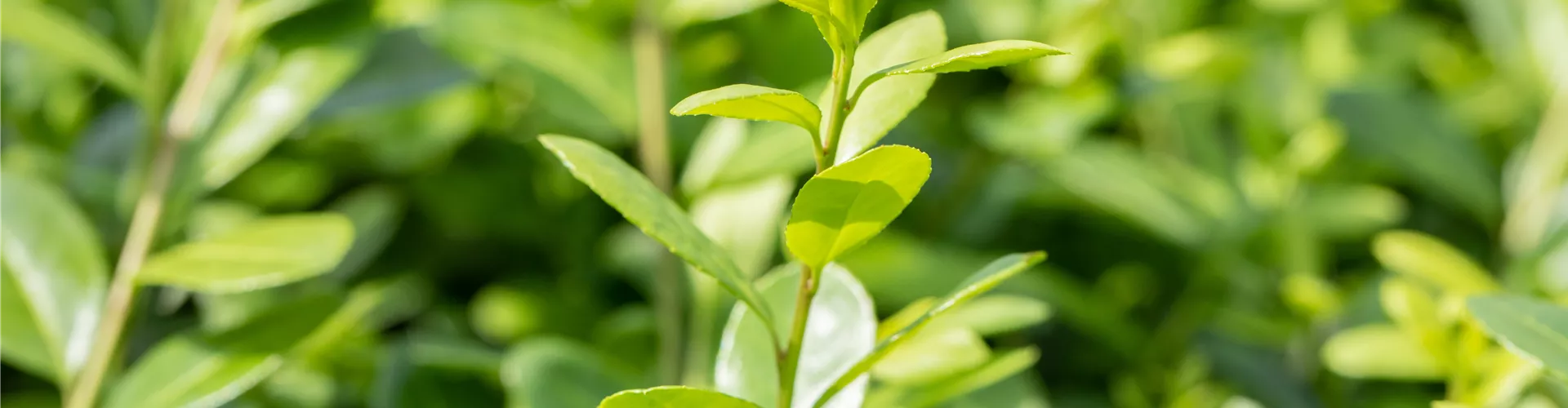 Ilex crenata 'Rotundifolia' Ilex crenata 'Rotundifolia'