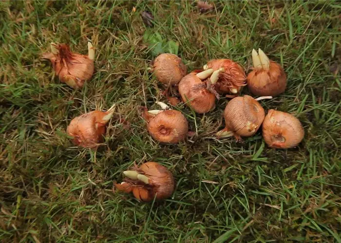 Herbst-Krokus einpflanzen im Garten