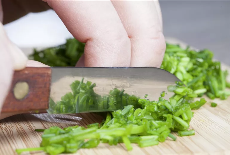 Allium schoenoprasum Allium schoenoprasum