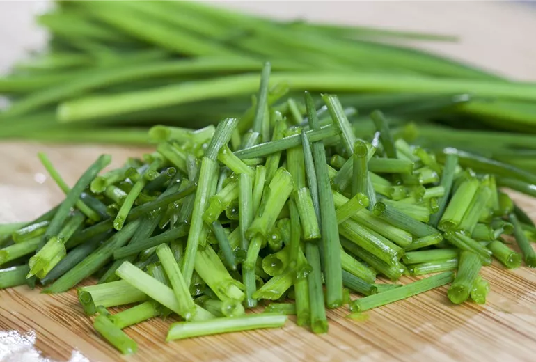 Allium schoenoprasum Allium schoenoprasum