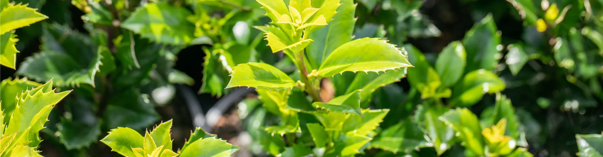 Ilex meserveae 'Heckenstar'(s) Ilex meserveae 'Heckenstar'(s)