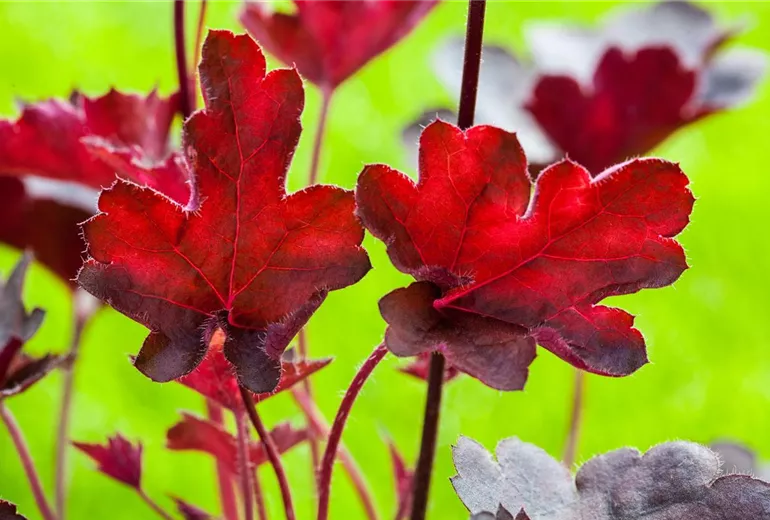 Heuchera, rot Heuchera, rot