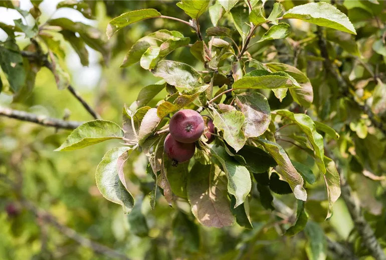 Malus domestica Malus domestica