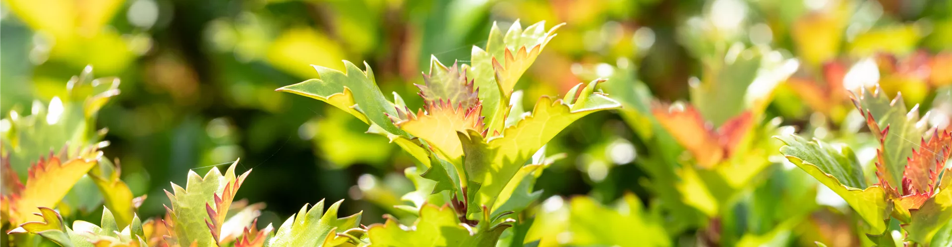 Ilex meserveae 'Little Rascal'® Ilex meserveae 'Little Rascal'®