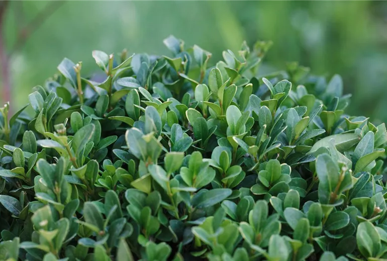 Buxus sempervirens, Kugel Buxus sempervirens, Kugel