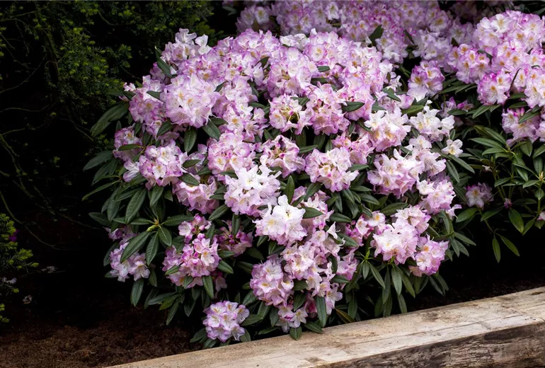 Rhododendron 'Brigitte' Rhododendron 'Brigitte'