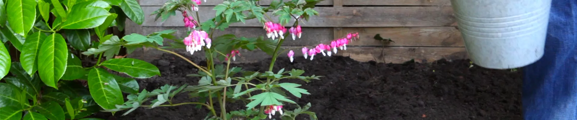 Tränendes Herz - Einpflanzen im Garten (thumbnail)