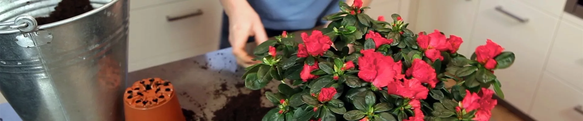 Azalee - Einpflanzen in ein Gefäß (thumbnail) Azalee - Einpflanzen in ein Gefäß (thumbnail)