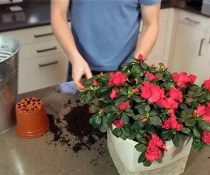 Azalee - Einpflanzen in ein Gefäß Azalee - Einpflanzen in ein Gefäß