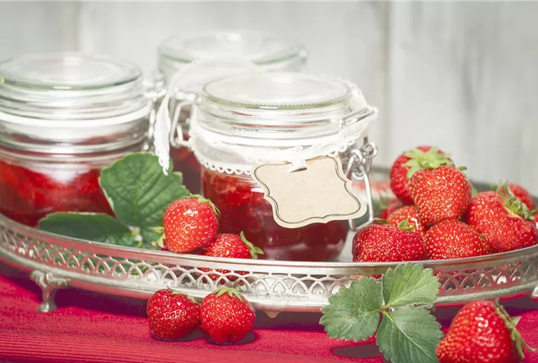 Fragaria x ananassa Fragaria x ananassa