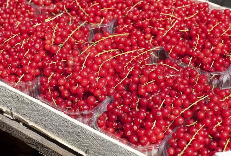 Ribes rubrum Ribes rubrum