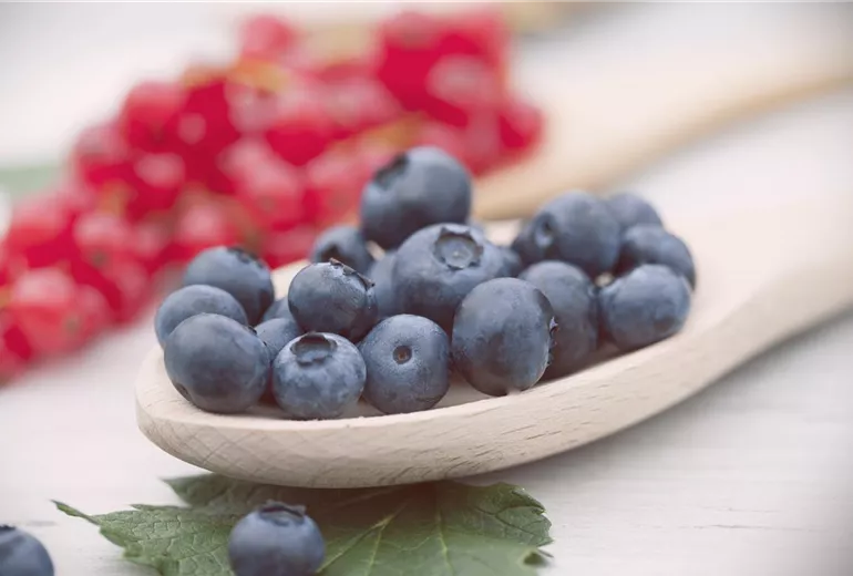 Vaccinium corymbosum Vaccinium corymbosum