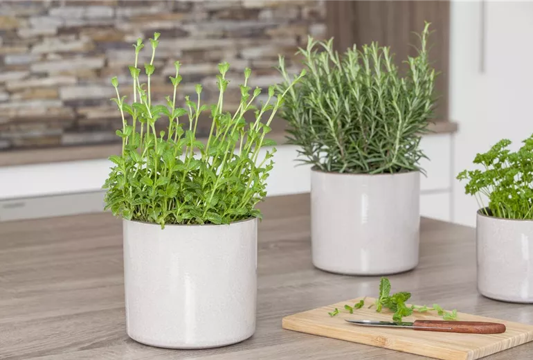 Mentha x piperita Mentha x piperita