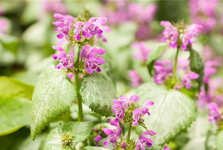 Lamium maculatum Lamium maculatum