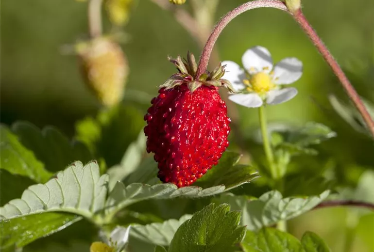 Fragaria vesca Fragaria vesca