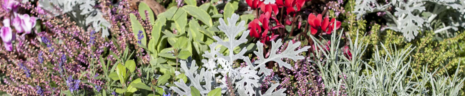 Grabbepflanzung Grabbepflanzung