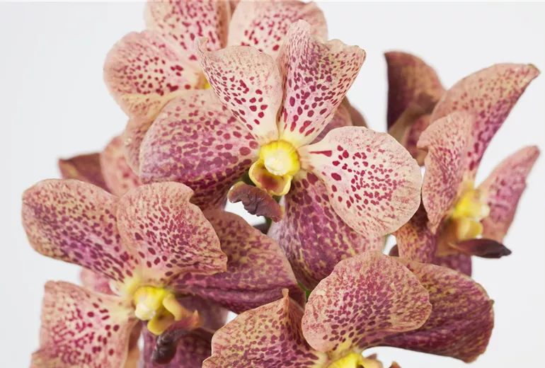 Vanda