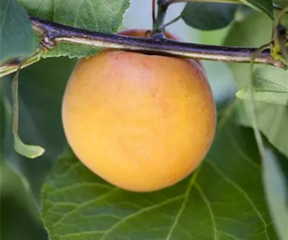 Prunus armeniaca 'Hargrand' Prunus armeniaca 'Hargrand'