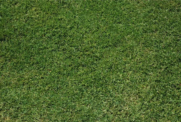 Englischer Rasen Englischer Rasen