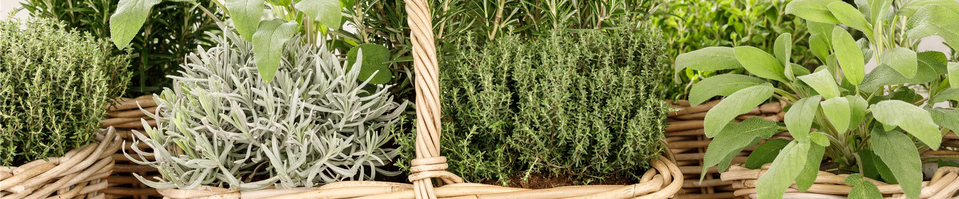 Kräutermix Kräutermix