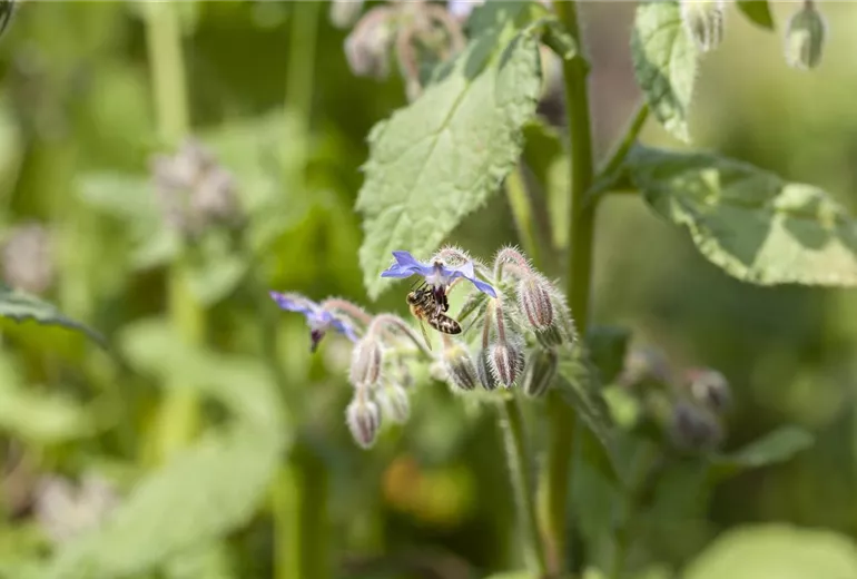 Borago officinalis Borago officinalis