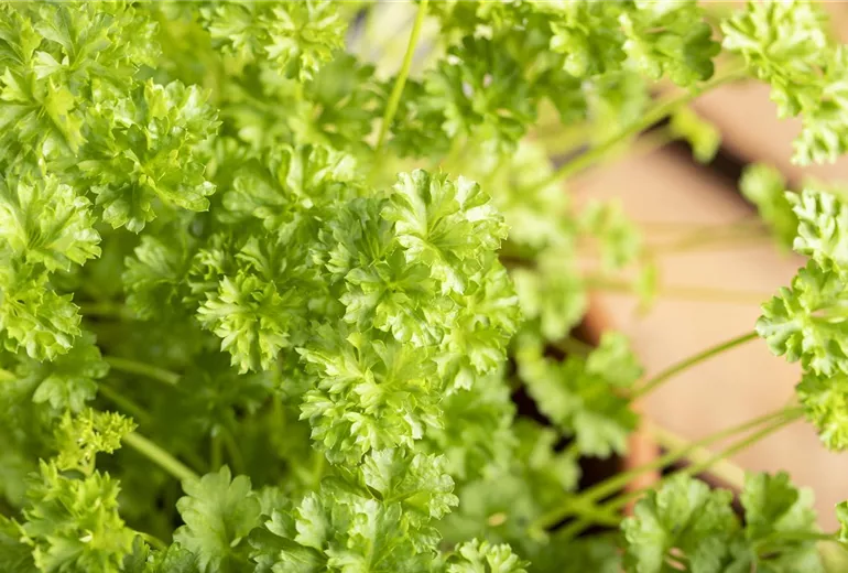 Petroselinum crispum Petroselinum crispum