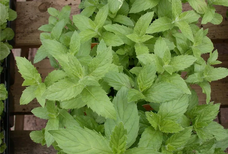 Mentha spicata 'Swiss' Mentha spicata 'Swiss'
