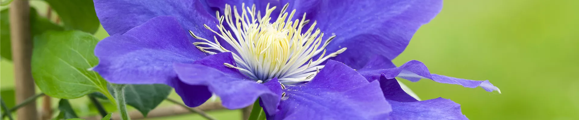 Clematis, blau Clematis, blau