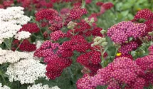 Schafgarbe 'Red Velvet'